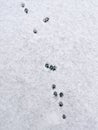 Cat tracks in freshly fallen snow.ÃâÃÂ  Minimalism in nature